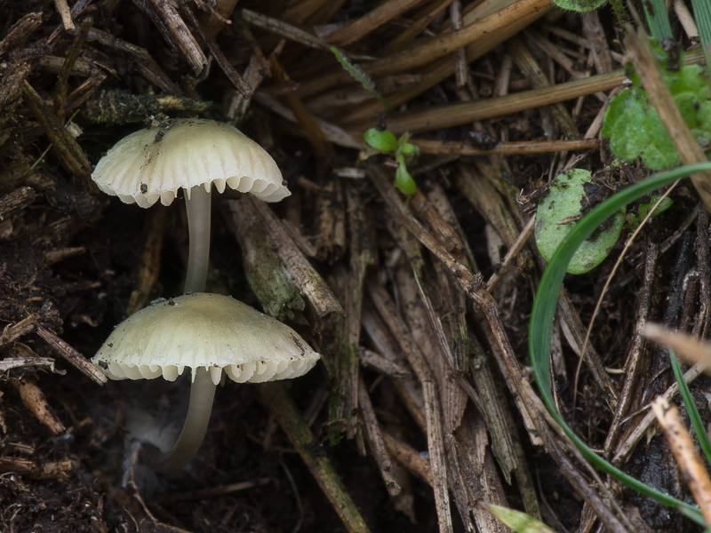 Mycena chlorantha